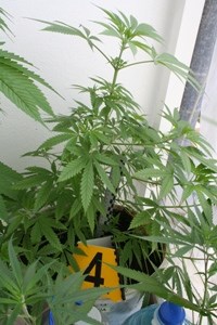Slika PU_SD/stabljika cannabisa 3.7..JPG